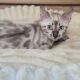 Snow Lynx bengáli kandúr eladó