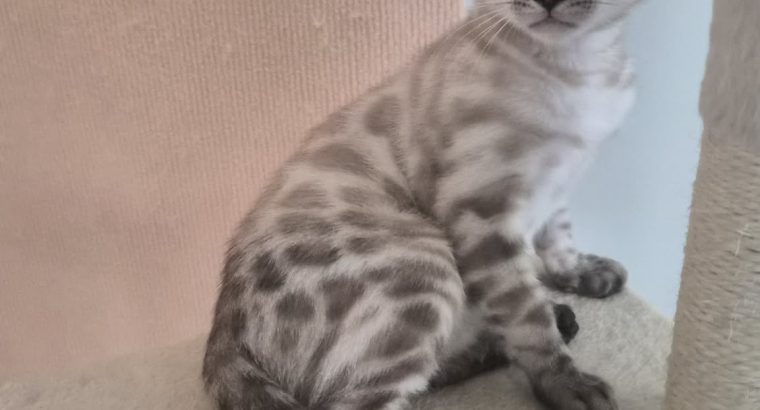 Snow Lynx bengáli kandúr eladó