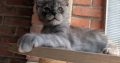 Maine Coon kandúr