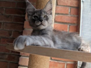 Maine Coon kandúr