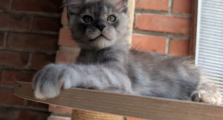 Maine Coon kandúr