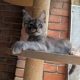 Maine Coon kandúr
