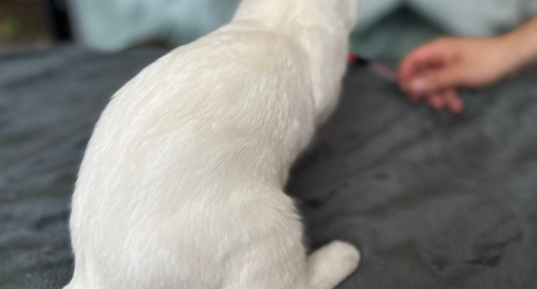 Archie különleges, selymes bundával