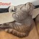Donut kisasszony