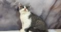 Kék bicolour kandúr