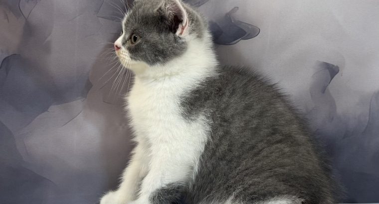 Kék bicolour kandúr