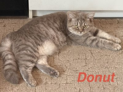Donut kisasszony