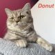 Donut kisasszony