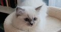 Ragdoll kiscica