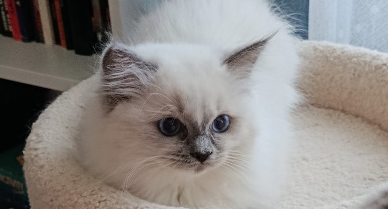 Ragdoll kiscica