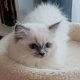 Ragdoll kiscica