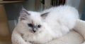 Ragdoll kiscica