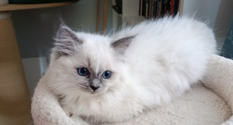 Ragdoll kiscica