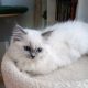Ragdoll kiscica