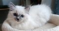 Ragdoll kiscica