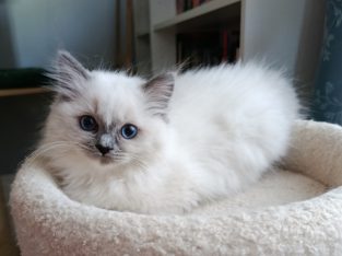Ragdoll kiscica
