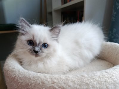 Ragdoll kiscica