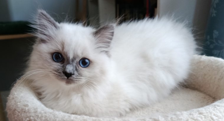 Ragdoll kiscica