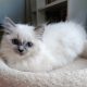 Ragdoll kiscica