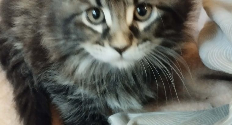 Dolly kishölgy