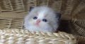 „Virginia” Ragdoll girl!😍💖🥰 😍