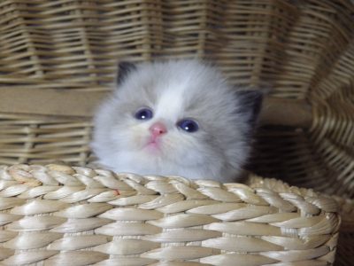 „Virginia” Ragdoll girl!😍💖🥰 😍