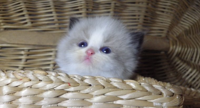 „Virginia” Ragdoll girl!😍💖🥰 😍