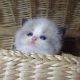 „Virginia” Ragdoll girl!😍💖🥰 😍