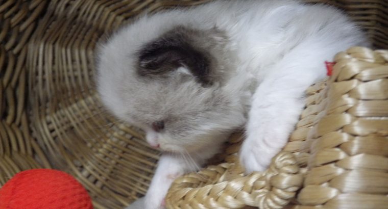 „Vicenze” Ragdoll girl!😍😇💖😍