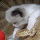 „Vicenze” Ragdoll girl!😍😇💖😍