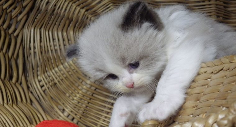 „Vicenze” Ragdoll girl!😍😇💖😍