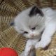 „Vicenze” Ragdoll girl!😍😇💖😍