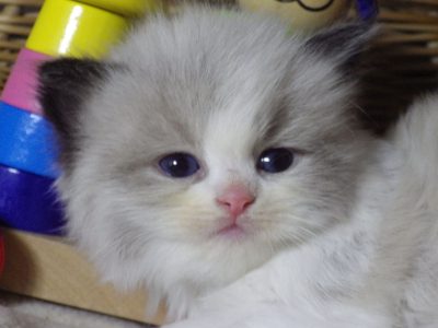 „Vicenze” Ragdoll girl!😍😇💖😍