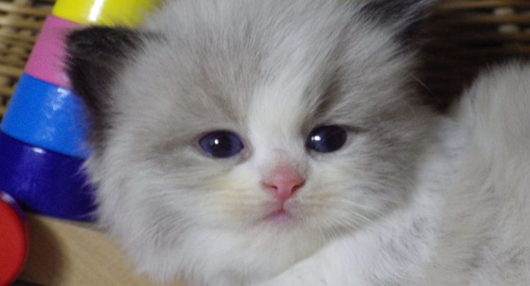 „Vicenze” Ragdoll girl!😍😇💖😍