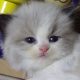 „Vicenze” Ragdoll girl!😍😇💖😍