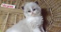 „Virginia” Ragdoll girl!😍💖🥰 😍