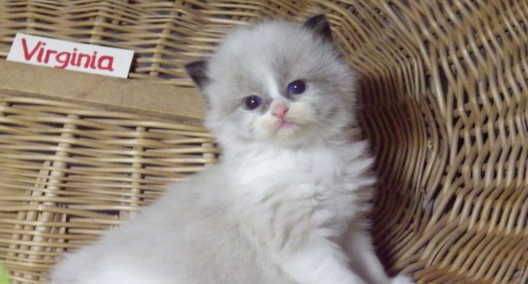 „Virginia” Ragdoll girl!😍💖🥰 😍