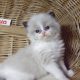 „Virginia” Ragdoll girl!😍💖🥰 😍