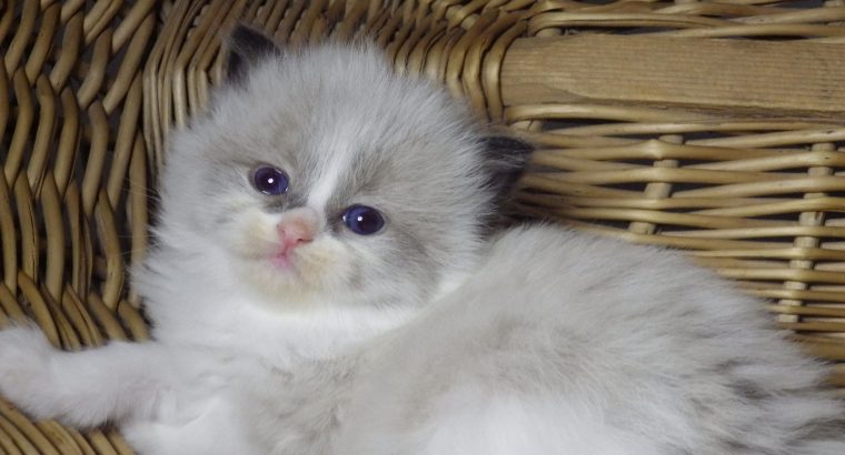 „Virginia” Ragdoll girl!😍💖🥰 😍