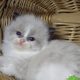 „Virginia” Ragdoll girl!😍💖🥰 😍