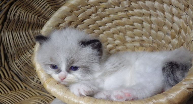 „Virginia” Ragdoll girl!😍💖🥰 😍