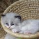 „Virginia” Ragdoll girl!😍💖🥰 😍