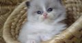 „Virginia” Ragdoll girl!😍💖🥰 😍