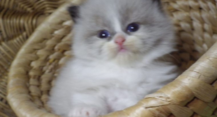 „Virginia” Ragdoll girl!😍💖🥰 😍