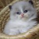 „Virginia” Ragdoll girl!😍💖🥰 😍