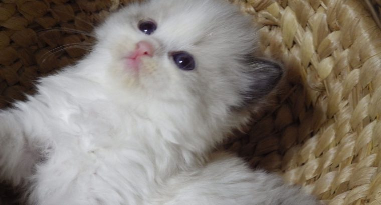 „Vogue” Ragdoll girl!😍💖😍