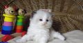 „Vogue” Ragdoll girl!😍💖😍