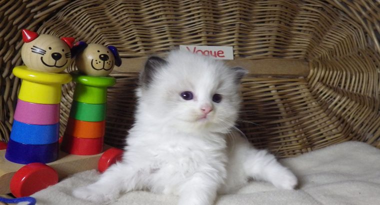 „Vogue” Ragdoll girl!😍💖😍
