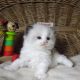 „Vogue” Ragdoll girl!😍💖😍