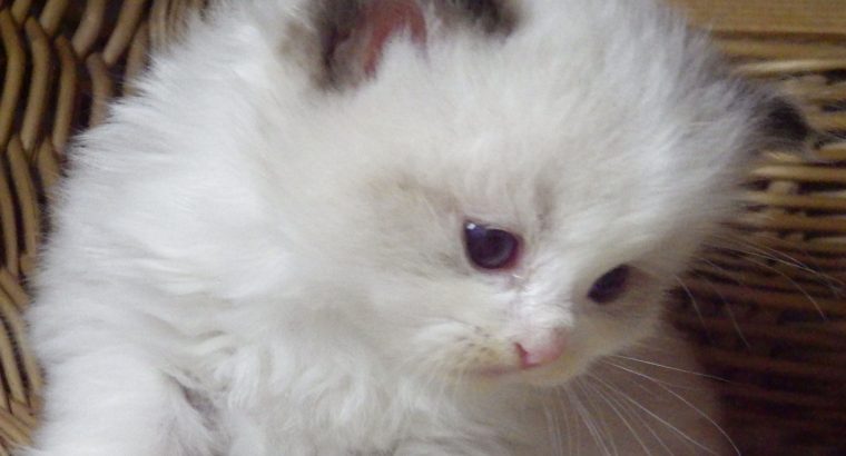 „Vogue” Ragdoll girl!😍💖😍